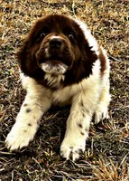Eve, a female Newfoundland for sale in Pikeville, TN – Photo 7 of 7