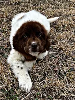 Eve, a female Newfoundland for sale in Pikeville, TN – Photo 5 of 7
