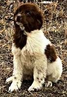 Eve, a female Newfoundland for sale in Pikeville, TN – Photo 2 of 7