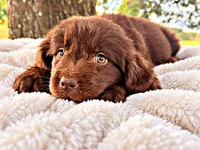 Dovey, a female Newfoundland for sale in Pikeville, TN – 2 of 7
