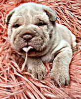Minnie, a female Chinese Shar-Pei for sale in Pikeville, TN – 2 of 4