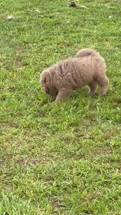 Betsy, a female Chinese Shar-Pei for sale in Pikeville, TN – 3 of 3