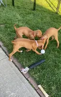 Red, a female Vizsla for sale in Eastman, WI – 5 of 5