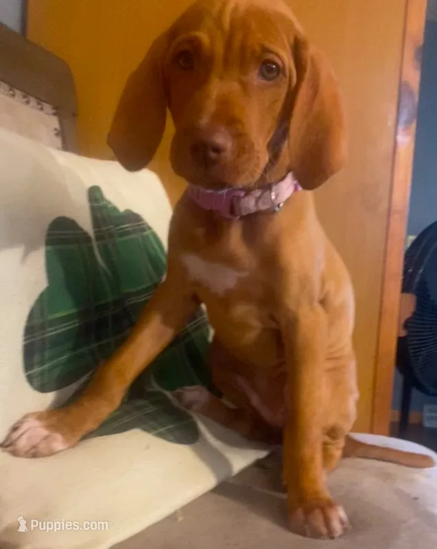 "Boots" (Green collar switched to Periwinkle)  – Vizsla puppy for sale in Eastman, WI