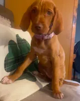 "Boots" (Green collar switched to Periwinkle) , a female Vizsla for sale in Eastman, WI – 1 of 5
