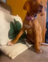 "Boots" (Green collar switched to Periwinkle) , a female Vizsla for sale in Eastman, WI – 5 of 5