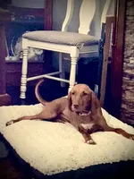 "Lily" super sweet and smart., a female Vizsla for sale in Eastman, WI – 1 of 9