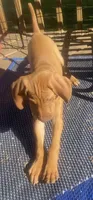 Pink Pie (3.14), a female Vizsla for sale in Eastman, WI – 2 of 4