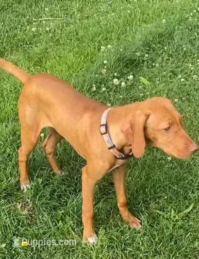 "Lily" (Green collar switched to Periwinkle)  – Vizsla puppy for sale in Eastman, WI