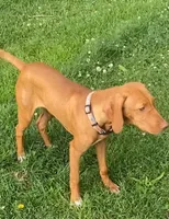 "Lily" super sweet and smart., a female Vizsla for sale in Eastman, WI – 2 of 9