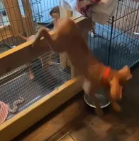 Red, a female Vizsla for sale in Eastman, WI – 3 of 5