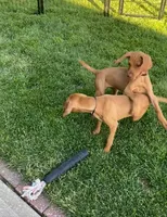 Red, a female Vizsla for sale in Eastman, WI – 4 of 5