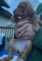 "Boots" (Green collar switched to Periwinkle) , a female Vizsla for sale in Eastman, WI – 2 of 5