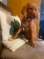 "Boots" (Green collar switched to Periwinkle) , a female Vizsla for sale in Eastman, WI – 3 of 5