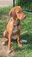 "Lily" super sweet and smart., a female Vizsla for sale in Eastman, WI – 3 of 9