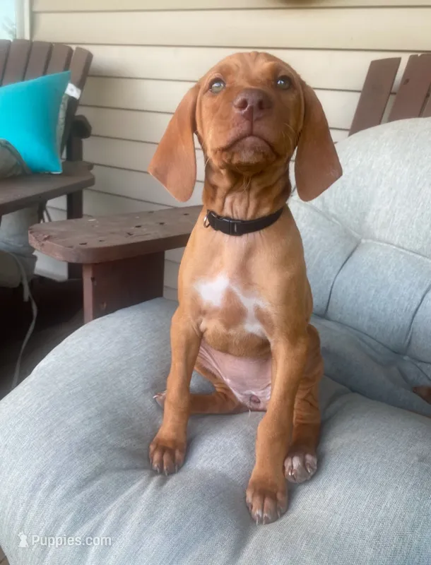 Bumble Bee  – Vizsla puppy for sale in Eastman, WI
