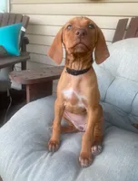 Bumble Bee , a female Vizsla for sale in Eastman, WI – 1 of 5