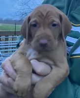 Pink Pie (3.14), a female Vizsla for sale in Eastman, WI – 3 of 4