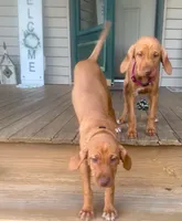 Bumble Bee , a female Vizsla for sale in Eastman, WI – 3 of 5
