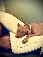 "Lily" super sweet and smart., a female Vizsla for sale in Eastman, WI – 4 of 9
