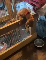 Red, a female Vizsla for sale in Eastman, WI – 2 of 5