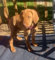 Pink Pie (3.14), a female Vizsla for sale in Eastman, WI – 1 of 4