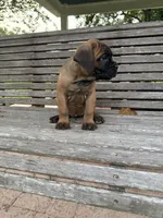 Light Blue collar male, a male Cane Corso for sale in Houston, TX – 5 of 5