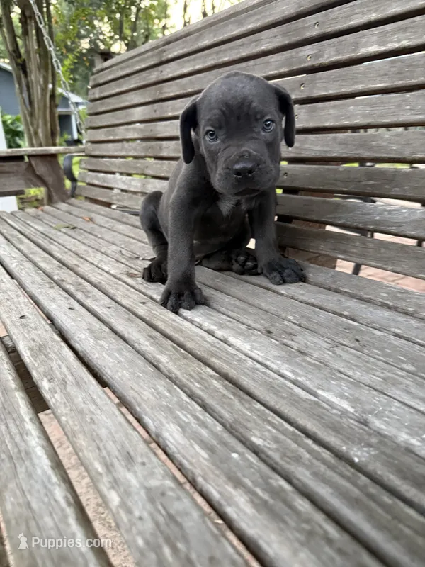 Purple collar female – Cane Corso puppy for sale in Houston, TX