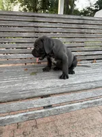 Pink collar female, a female Cane Corso for sale in Houston, TX – 3 of 3