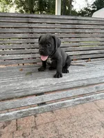 Pink collar female, a female Cane Corso for sale in Houston, TX – 2 of 3