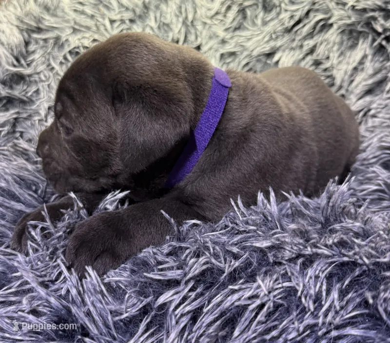 Purple collar female – Cane Corso puppy for sale in Houston, TX