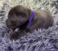 Purple collar female, a female Cane Corso for sale in Houston, TX – 1 of 2