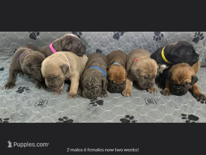 Cane Corso Pups! – Cane Corso puppy for sale in Houston, TX