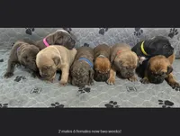 Cane Corso Pups!, a male Cane Corso for sale in Houston, TX – 1 of 1
