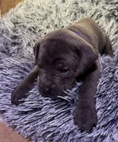 Purple collar female, a female Cane Corso for sale in Houston, TX – 2 of 2