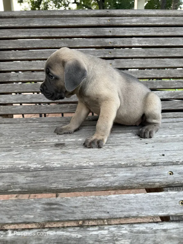 Red collar female – Cane Corso puppy for sale in Houston, TX