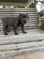 Purple collar female, a female Cane Corso for sale in Houston, TX – 2 of 5