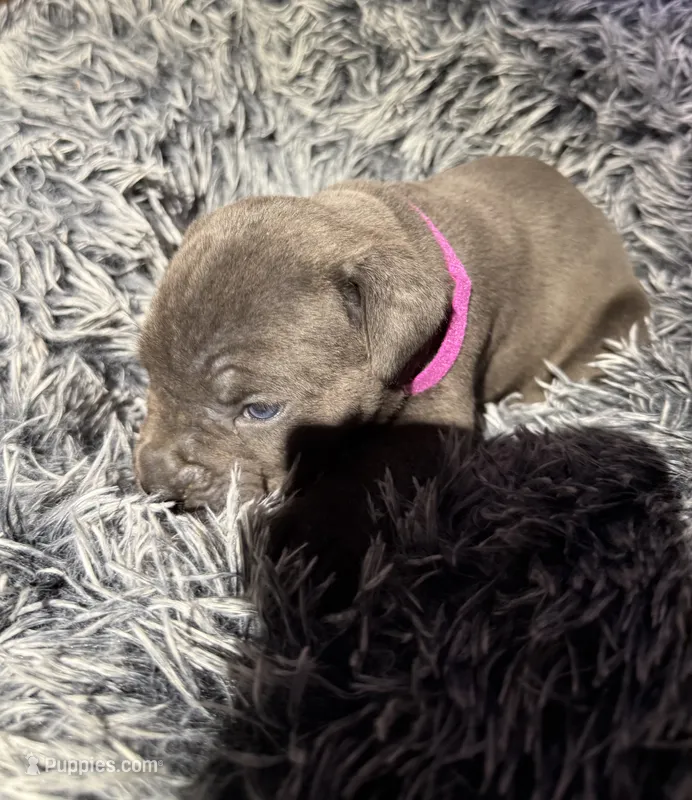 Pink collar female – Cane Corso puppy for sale in Houston, TX