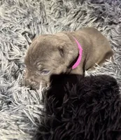 Pink collar female, a female Cane Corso for sale in Houston, TX – 1 of 2