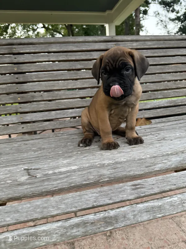 Light Blue collar male – Cane Corso puppy for sale in Houston, TX