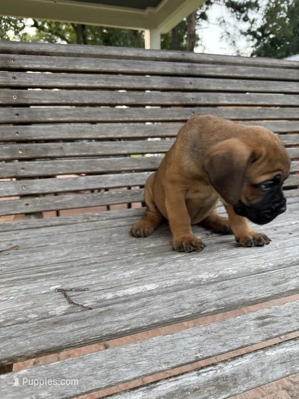 Orange collar female – Cane Corso puppy for sale in Houston, TX