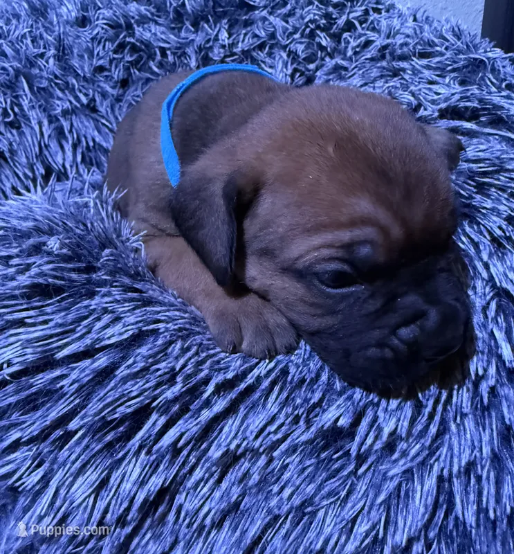 Light Blue collar male – Cane Corso puppy for sale in Houston, TX