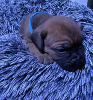 Light Blue collar male, a male Cane Corso for sale in Houston, TX – 1 of 1