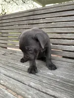 Blue collar male, a male Cane Corso for sale in Houston, TX – 4 of 4