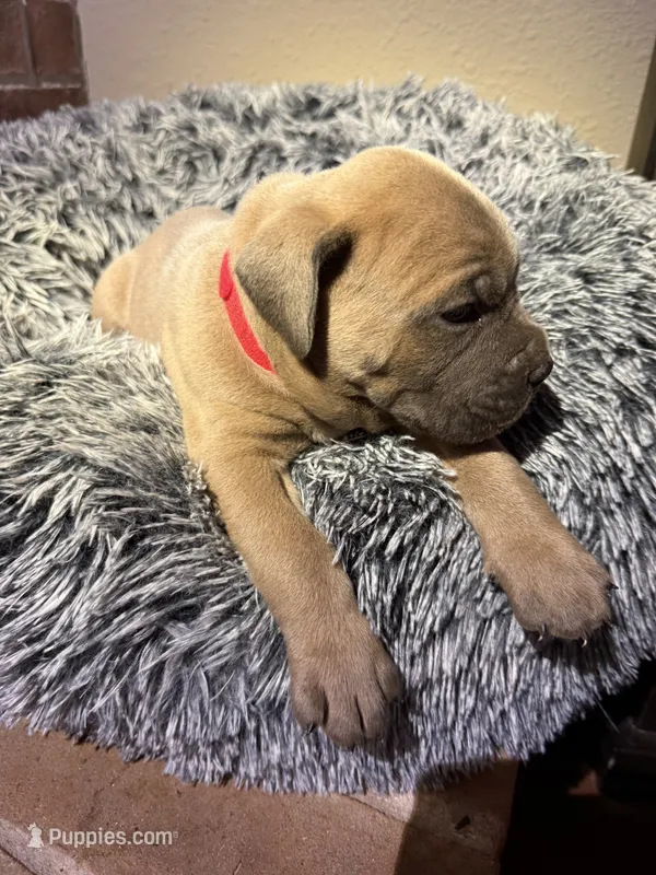 Red collar female – Cane Corso puppy for sale in Houston, TX