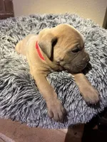 Red collar female, a female Cane Corso for sale in Houston, TX – 1 of 1