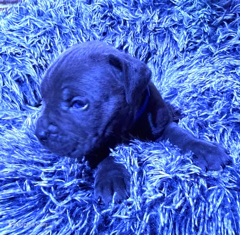Blue collar male – Cane Corso puppy for sale in Houston, TX