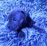 Blue collar male, a male Cane Corso for sale in Houston, TX – 1 of 1
