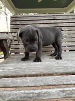 Purple collar female, a female Cane Corso for sale in Houston, TX – 3 of 5