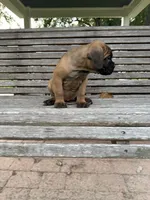 Light Blue collar male, a male Cane Corso for sale in Houston, TX – 2 of 5